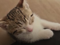 甘えたい元保護猫ちゃん。 大好きな人にくっついて幸せそうな寝顔♡