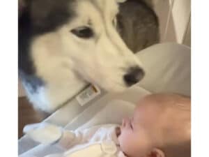 おばあちゃんにビデオ通話で赤ちゃんを見せようとしたら、シベリアンハスキーさんがどいてくれない！