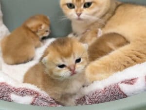 「外の世界に一歩踏み出すぞ！」と決意した子猫さん、最後の選択がかわいかった