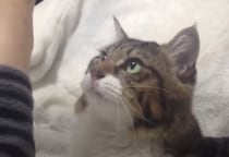 飼い主さんの腕を見つめる猫、その理由にキュンとする♡