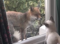 キミはだぁれ？ 遊びにきた野生動物に興味津々の猫さん。