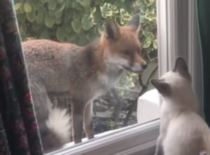 キミはだぁれ？ 遊びにきた野生動物に興味津々の猫さん。