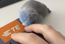 仕事しているだけなんだけどな？ 頭を撫でてくれると勘違いする鳥ちゃんが可愛い！