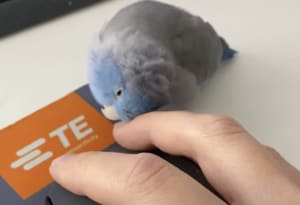 仕事しているだけなんだけどな？ 頭を撫でてくれると勘違いする鳥ちゃんが可愛い！