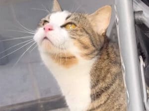 真剣な顔でお外を見つめていた猫さん、クラッキングの声が可愛すぎる