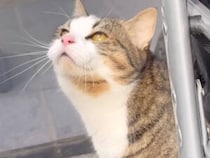 真剣な顔でお外を見つめていた猫さん、クラッキングの声が可愛すぎる