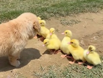 「みんなついてきてる？」子犬さんが10羽のひなさんを引き連れて行進中