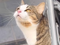 真剣な顔でお外を見つめていた猫さん、クラッキングの声が可愛すぎる