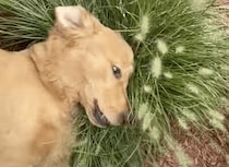 天然の枕サイコー！ 犬さんはやっぱり「土の上」でゴロゴロするのが大好き♡