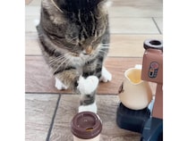 猫さんたちが店員のコーヒーショップ！ 注文どころではないけれど、とにかく楽しめた