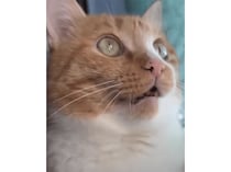 窓の外を見てびっくり… 完全に時が止まって動かなくなる猫さん。