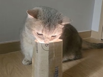 「これ、なんだにゃ？」飼い主さん手作りのおもちゃに興味を持った猫さん
