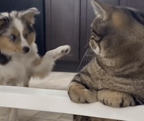 子犬「お隣いいですか？」 猫に初めましてのご挨拶！