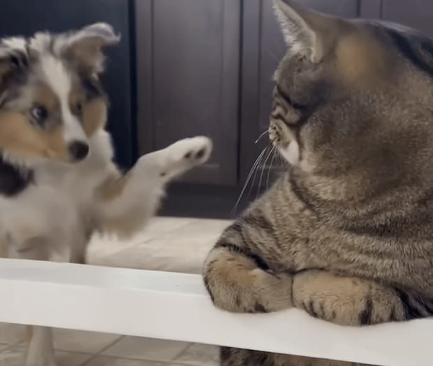 子犬「お隣いいですか？」 猫に初めましてのご挨拶！
