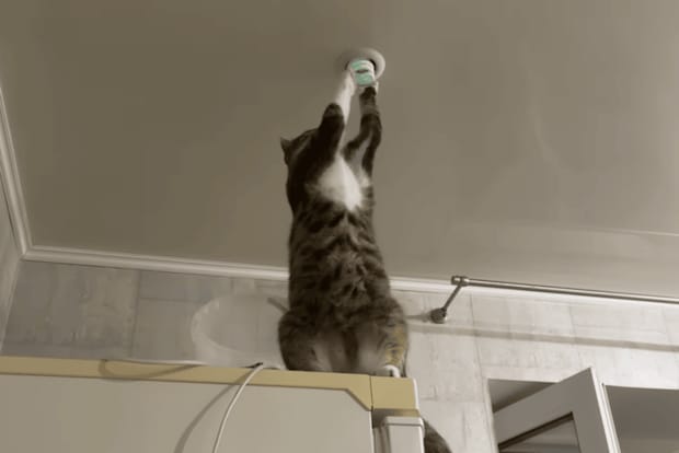 高い場所なら任せるにゃ！ 照明をチェックしてくれる猫さん