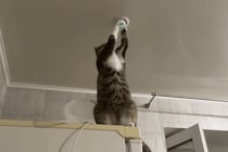 高い場所なら任せるにゃ！ 照明をチェックしてくれる猫さん