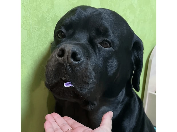 バレていないと思っているのは犬さんだけ！ 口の中に隠しているものを出しなさいっ！