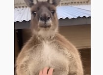 カンガルーさん、なでなでが嬉しくて自慢のムキムキを披露！