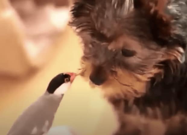 とっても仲良しなのだ！ヨークシャテリアと文鳥が一緒に遊ぶ姿にほっこり。