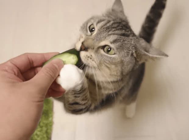 世界一美味しそうにきゅうりを食べる猫さん。もぐもぐが止まらない！