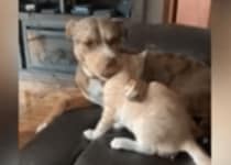 犬「可愛すぎて食べちゃいたい！」→本当に猫をパクッ！