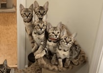 愛くるしい♪ 息ピッタリの動きを見せる子猫たち