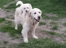 可愛すぎるおんぶ♡ 新しい遊びにハマる犬さん