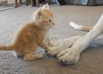 子猫「もっと見せて〜！」大型犬のおっきな足が気になって仕方ない。