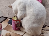 まだ残っているかも…！ 缶詰をゴソゴソする猫ちゃん