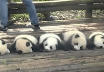 見た目以上に大変そう！ 可愛い赤ちゃんパンダ集め