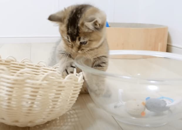 もどかしい！ おもちゃを運び出そうと奮闘する子猫