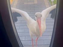 「今日も苦情を言いに来たわよ！」玄関を激しくノックする大きな鳥さんにびっくり！