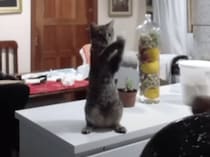 皿洗いの様子を見守る猫、手を動かしてイメトレ中？