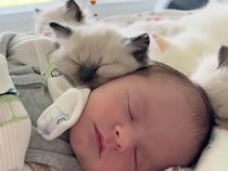 赤ちゃんが大好きな子猫さん、一緒にベッドに入れてもらったらそのまま寝てしまった
