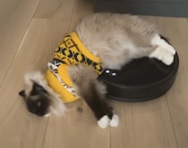 「動くベッド」だと思ってる？ ロボット掃除機に慣れすぎな猫さん