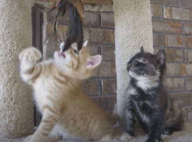 なんでだよー笑 友達が遊んでいるのを見ていた子猫、なぜかだんだん眠くなる？