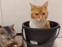 バケツにすっぽり収まって満足そうな猫さん、隣で順番待ちされるほど快適だったみたい！