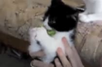 ブロッコリー大好き猫さん、その名も「ブロッコリー」！