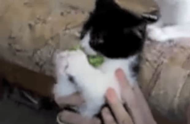 ブロッコリー大好き猫さん、その名も「ブロッコリー」！
