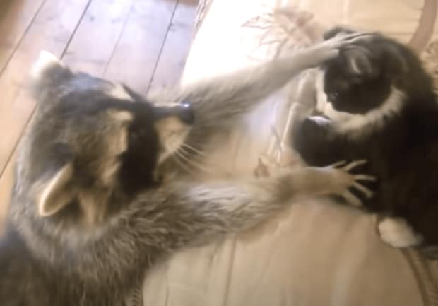 猫「洗わなくて大丈夫にゃ！」 アライグマに狙われて…!?