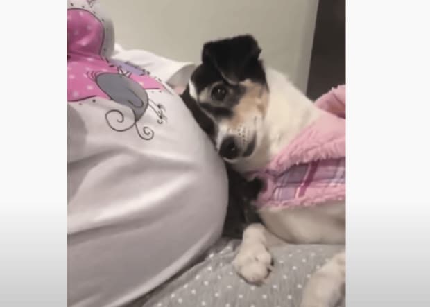 犬「早く会いたいね！」妊婦さんのお腹が気になってスリスリ♡