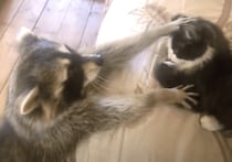 猫「洗わなくて大丈夫にゃ！」 アライグマに狙われて…!?