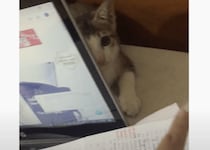パソコンに隠れながら猫パンチ！勉強をさせてくれない子猫