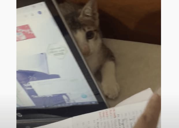 パソコンに隠れながら猫パンチ！勉強をさせてくれない子猫