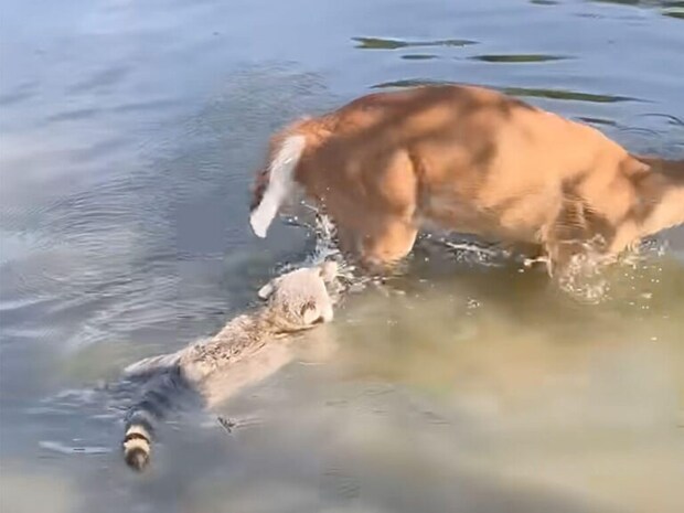 それは怒られるって!「一緒に遊ぼうよ!」と背後から泳いで近づくアライグマさん
