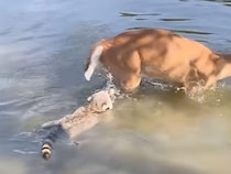 それは怒られるって！「一緒に遊ぼうよ！」と背後から泳いで近づくアライグマさん
