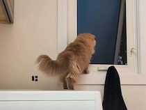 「早く帰ってねー！」飼い主が外出するたびに、猫さんたちが窓に集まって鳴き続けていた