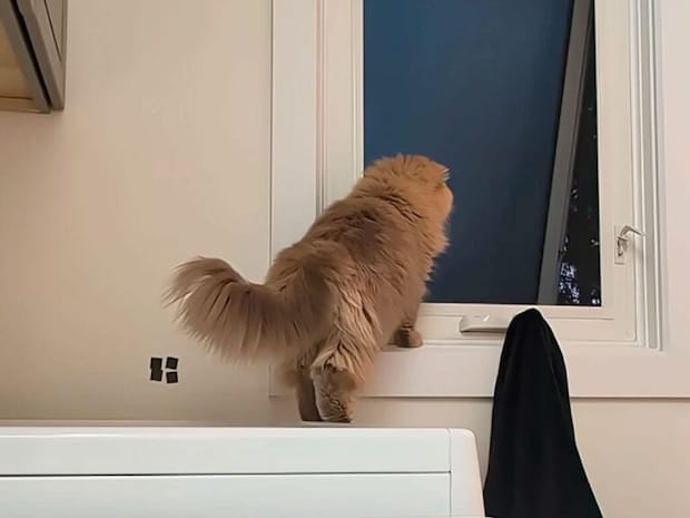 「早く帰ってねー!」飼い主が外出するたびに、猫さんたちが窓に集まって鳴き続けていた