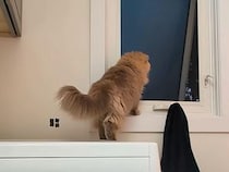 「早く帰ってねー！」飼い主が外出するたびに、猫さんたちが窓に集まって鳴き続けていた