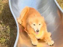 すべり台が好きすぎる犬さん、何度すべっても飽きない楽しさ！